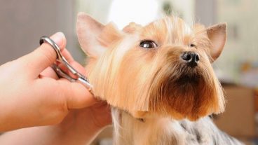 Es necesario cortar el pelo a un perro