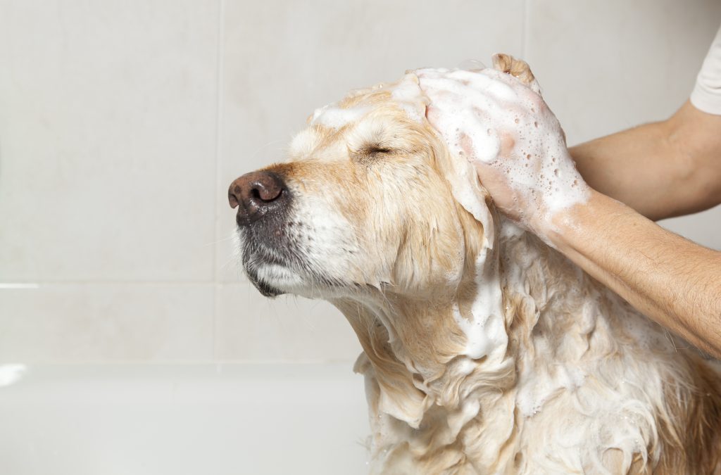 La dermatitis en perros se puede tratar con terapias naturales