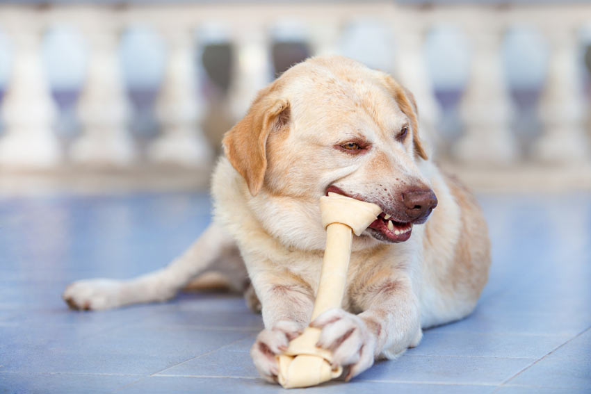 Los huesos recreativos para perros