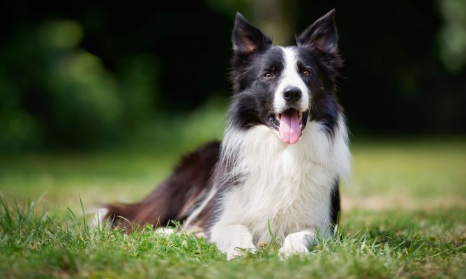 Problemas de salud frecuentes en los perros de la Raza Boder Collie