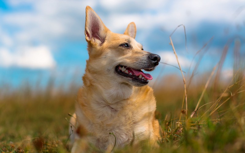 Qué es la luxación de rodilla en perros