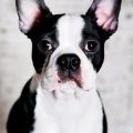Razas de perros ideales para pisos Boston terrier