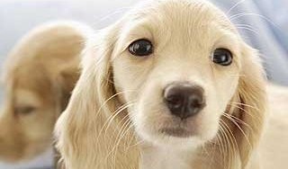 Remedios caseros para la sarna en perros