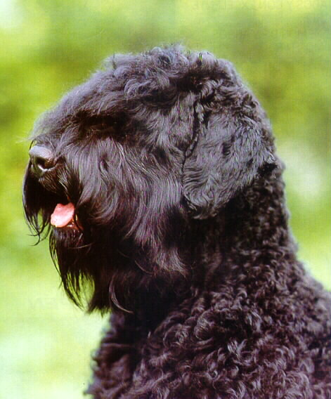 Temperamento del perro terrier negro ruso