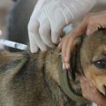 Tratamiento de la rabia canina