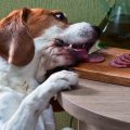 Alimentos dañinos e incluso tóxicos para perros