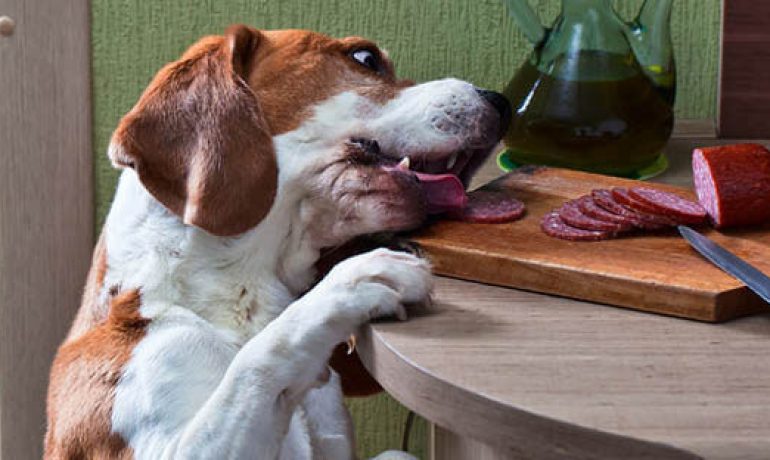 Alimentos dañinos e incluso tóxicos para perros