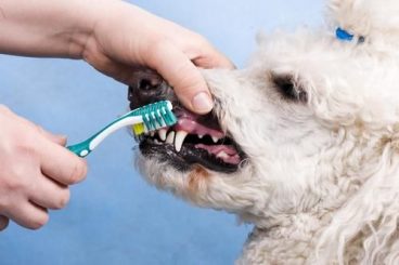 Aprende cómo limpiar los dientes a un perro