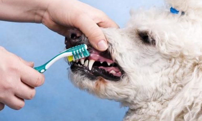 Aprende cómo limpiar los dientes a un perro