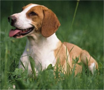 Características físicas de la raza de perro sabueso de Hygen