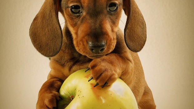 How to give a dog fruit