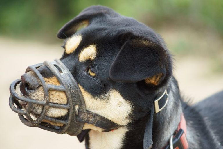 Aprende como HACER un Bozal para Perro, ¡fácil y rápido! · Wakyma