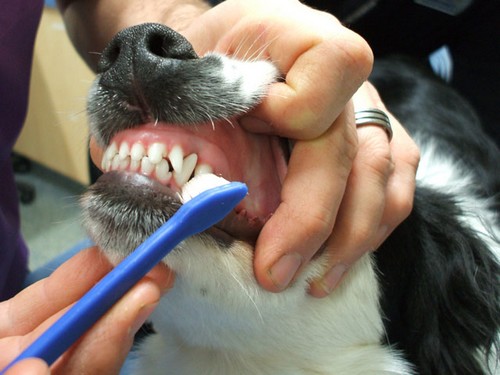 Cómo lavar los dientes a un perro con pasta dental