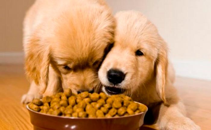 Consejos para conseguir que tu perro vuelva a comer