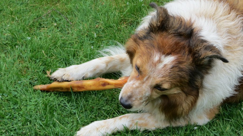 Desventajas de la dieta BARF para perros