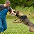 entrenamiento perro guardian