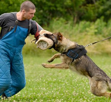 entrenamiento perro guardian