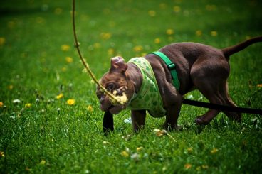 entrenamiento schutzhund