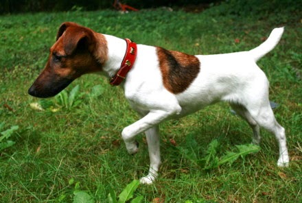 Características del perro fox terrier de pelo liso