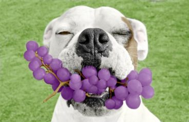 Los perros pueden comer uvas