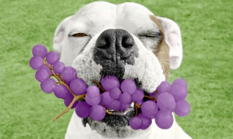 Los perros pueden comer uvas