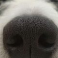 mi perro tiene la nariz seca
