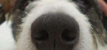 mi perro tiene la nariz seca