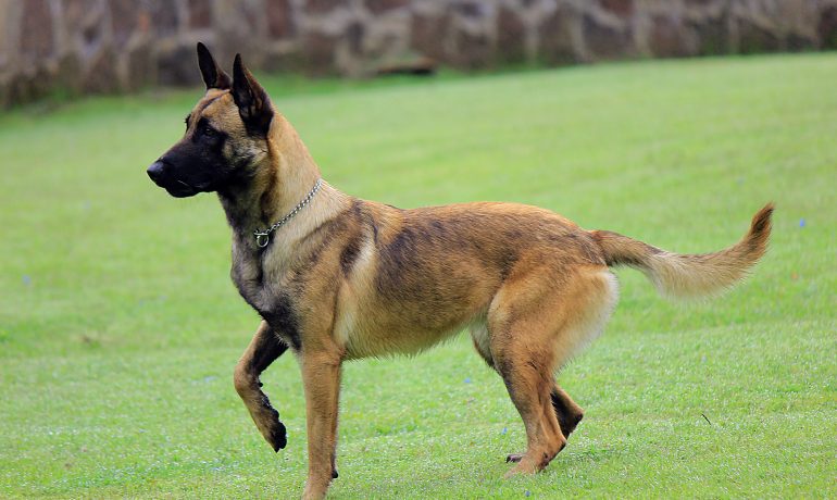 raza perro pastor belga malinois