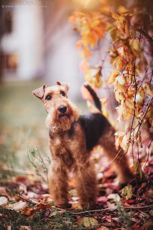 airedale terrier vs welsh terrier cual es la diferencia