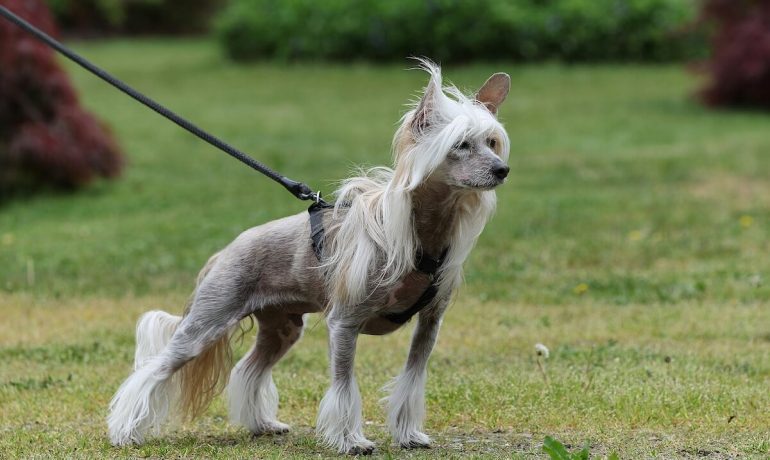 perro crestado chino