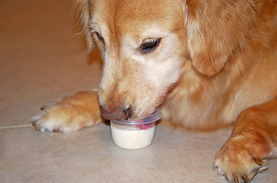 Los perros pueden comer yogur