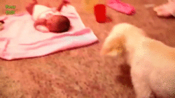 perro protegiendo bebe