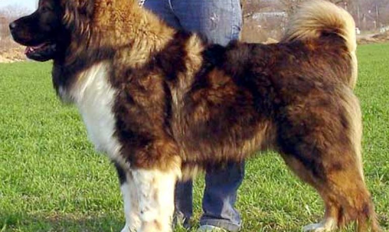 Perros de la raza Pastor del Cáucaso
