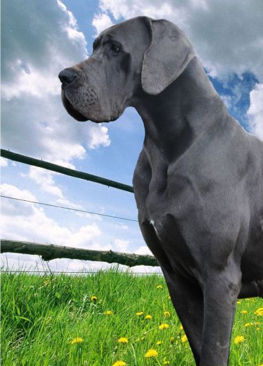  perros muy grandes más conocidas dogo alemán