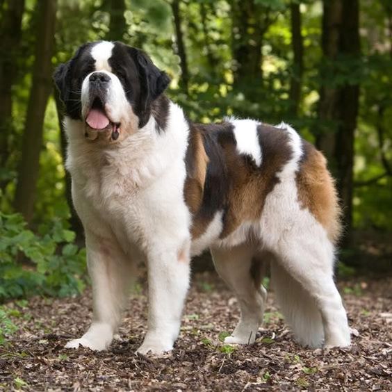  perros muy grandes más conocidas san bernardo