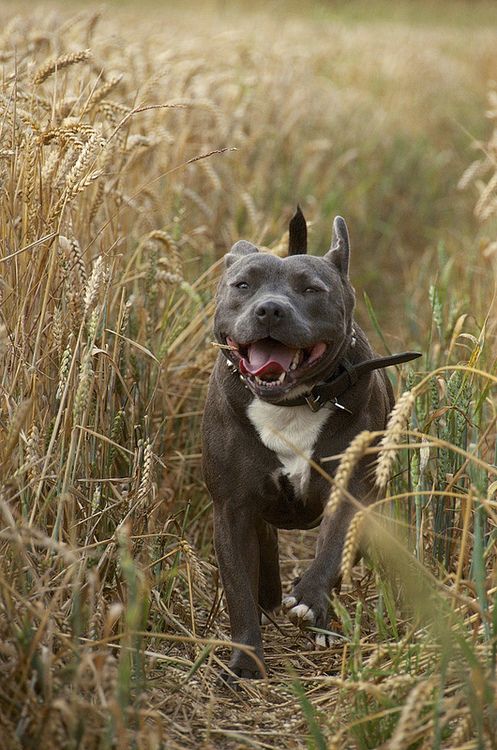 perros potencialmente peligrosos Staffordshire bull terrier