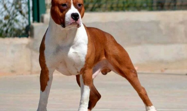 perros potencialmente peligrosos Staffordshire terrier