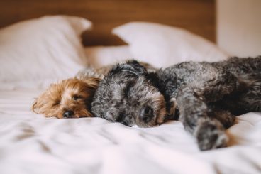 Por qué los perros duermen tanto