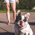 Qué cuidados necesitan los Boston Terrier y los Bulldog Francés