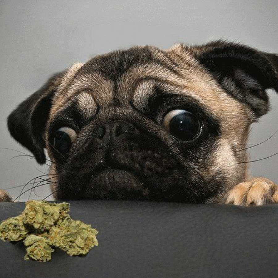 Qué efectos produce en los perros la marihuana