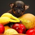 Qué frutas pueden comer los perros