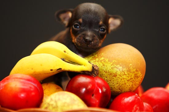 Qué frutas pueden comer los perros