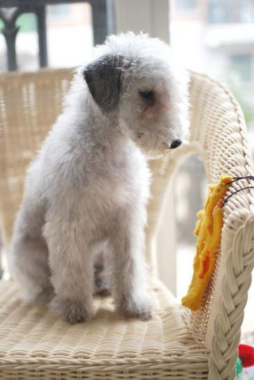 raza de perro Bedlington Terrier