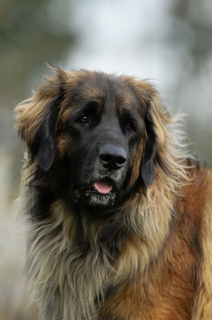 razas de perros que más comen Leonberger