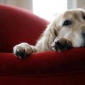 sindrome postvacacional en perros