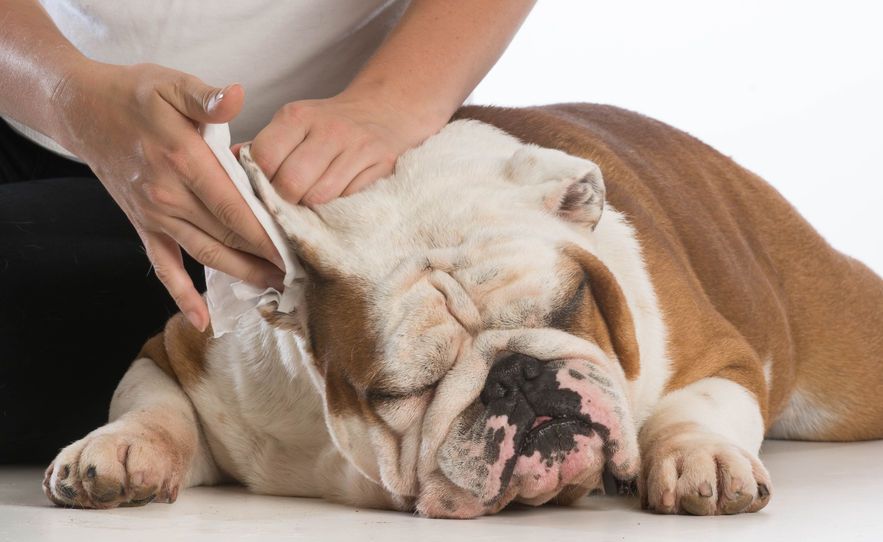 sintomas, causas y tratamiento de la otitis en perros