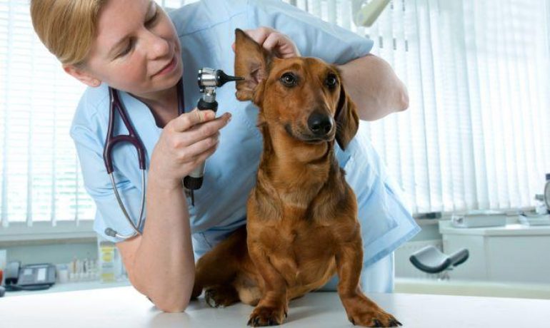 sintomas y tratamiento de la otitis en perros
