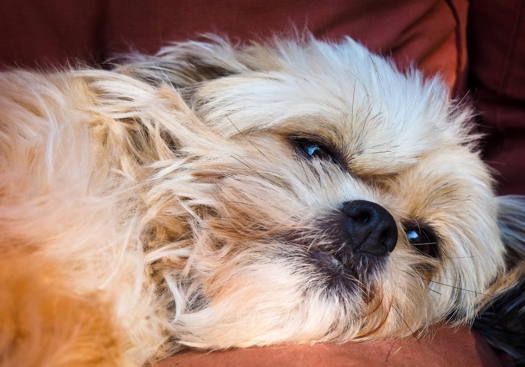 tratamiento de la luxación de rodilla en perros