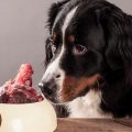 Ventajas y desventajas de la dieta BARF para perros