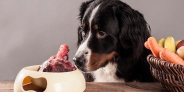 Ventajas y desventajas de la dieta BARF para perros